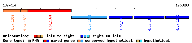 gene map