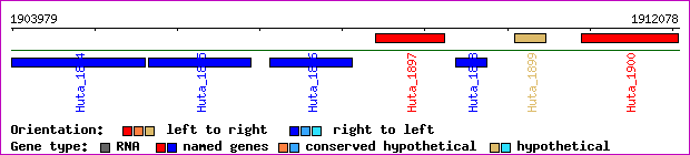 gene map
