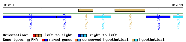 gene map