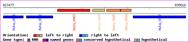 gene map