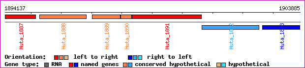 gene map