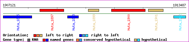 gene map