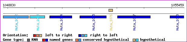 gene map