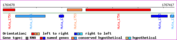 gene map