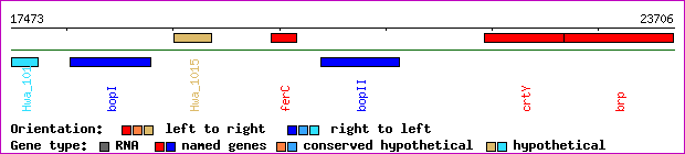 gene map