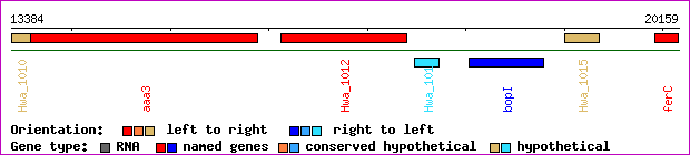 gene map