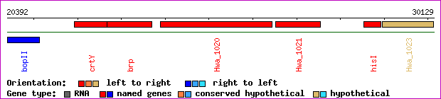 gene map