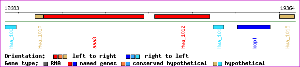 gene map