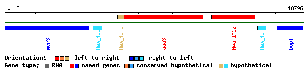 gene map