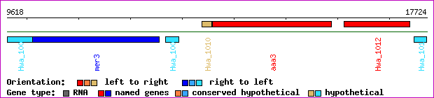 gene map
