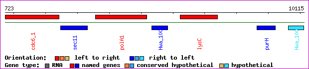 gene map