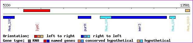 gene map