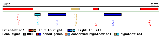 gene map