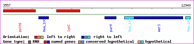 gene map
