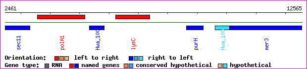 gene map