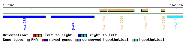 gene map