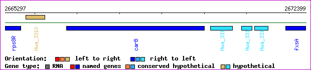 gene map