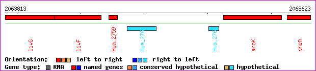 gene map