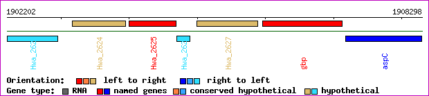 gene map