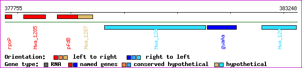 gene map
