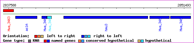 gene map