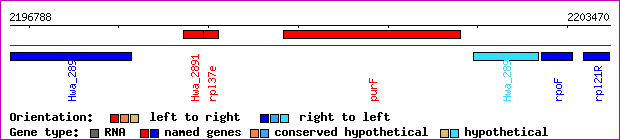 gene map