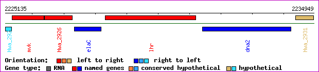 gene map
