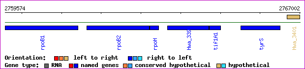 gene map