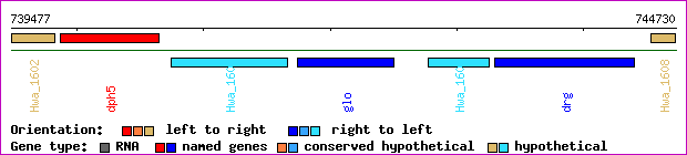 gene map