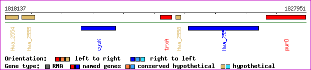 gene map