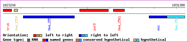 gene map