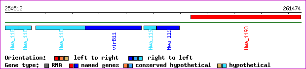 gene map