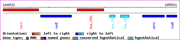 gene map