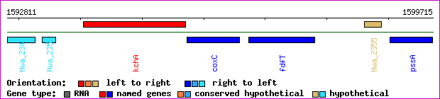 gene map