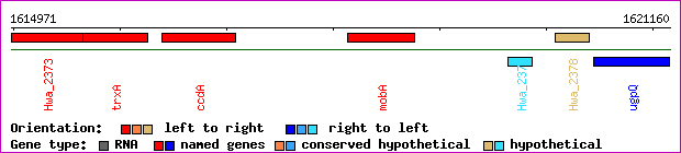 gene map