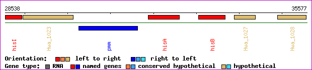 gene map