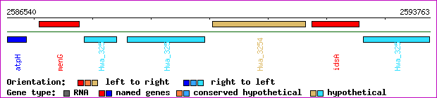 gene map