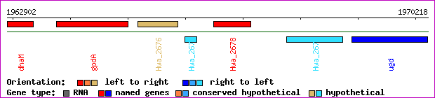 gene map
