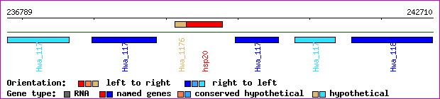 gene map