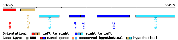gene map