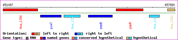 gene map