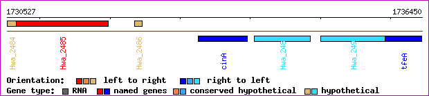 gene map