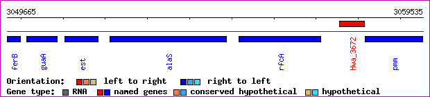 gene map