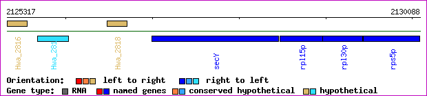 gene map