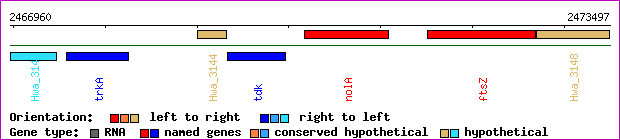 gene map