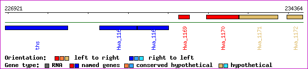 gene map