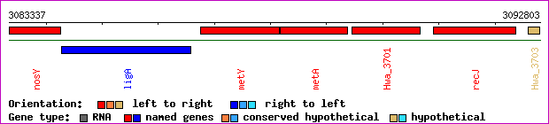 gene map