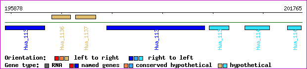 gene map