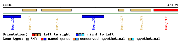 gene map