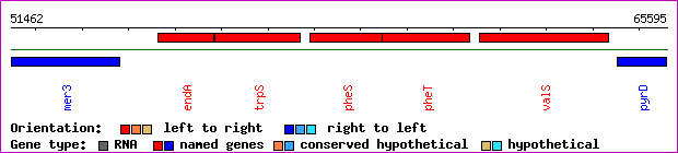 gene map
